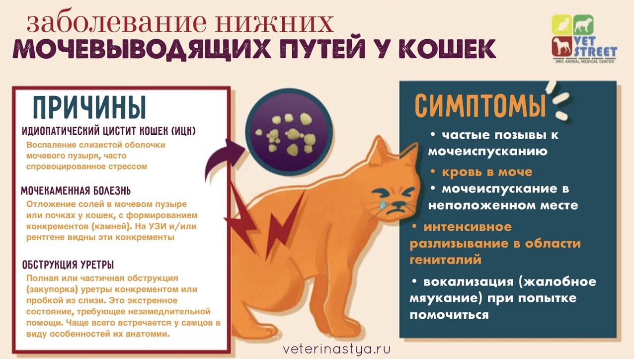 Заболевания у кошек симптомы и лечение